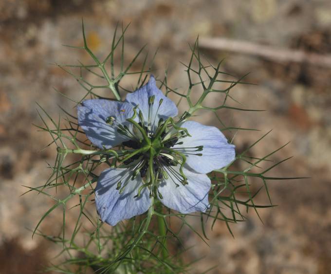 Ranunculaceae: Nigella damascena?   S !